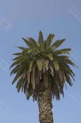 palm tree against blue sky