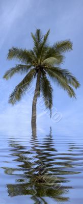 palm tree