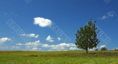 background of blue sky and tree in the field