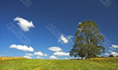 background of deep blue sky and tree in the field