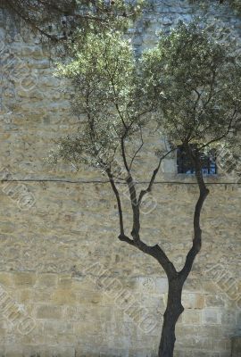 ancient wall and tree