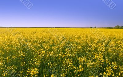 rape field