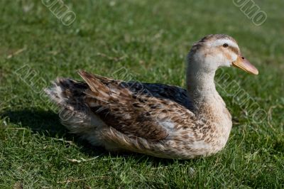 Wild duck