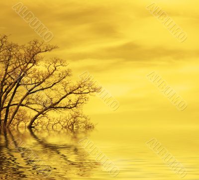 sunset background with tree silhouettes