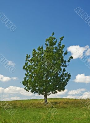 tree in a field