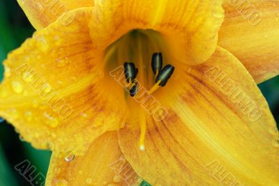 yellow flower