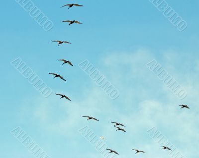 pelicans