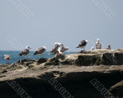 birds on the rock