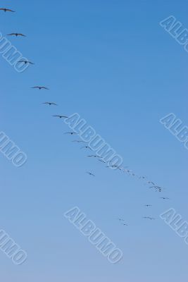 pelicans