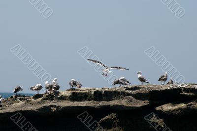 birds on the rock