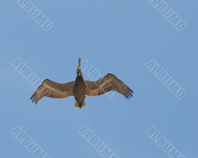 pelican