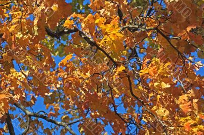 autumn leaves background