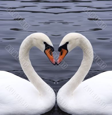 swans heart