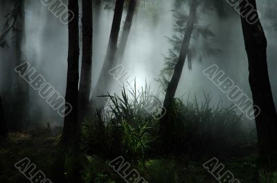 forest mist