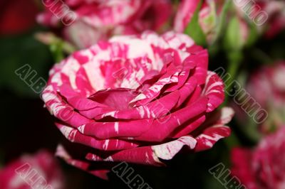 Striped purple rose