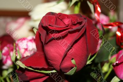 red rose