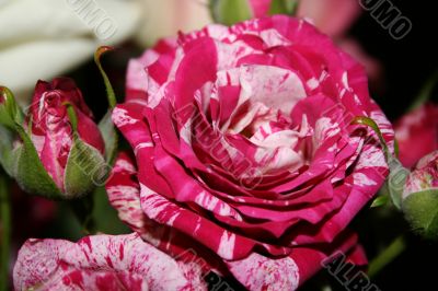 Striped purple rose