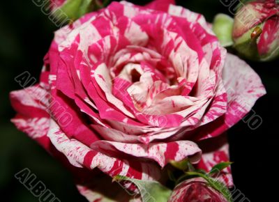 Striped purple rose