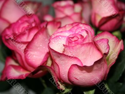 pink roses
