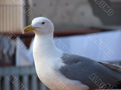 Seagul