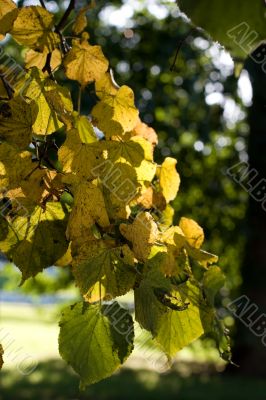 Withered leaves