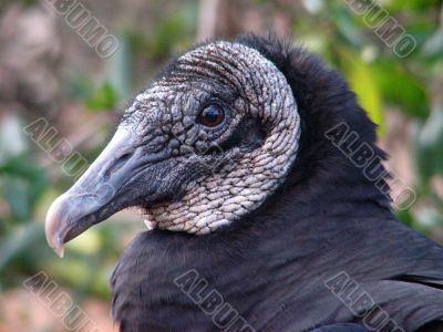 head of black vulture