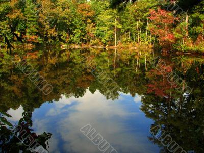 reflections in pond