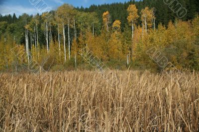 Field of reeds, Yellow aspens, poplar & spruce, autumn