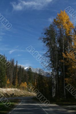 Yellow aspens & mountain road