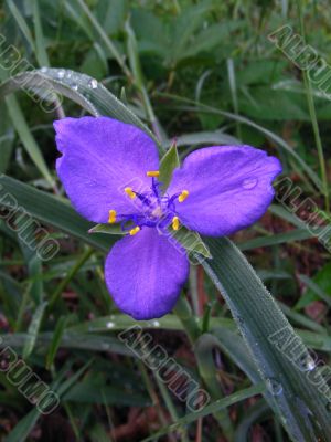 Spiderwort