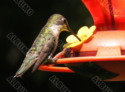 hummingbird
