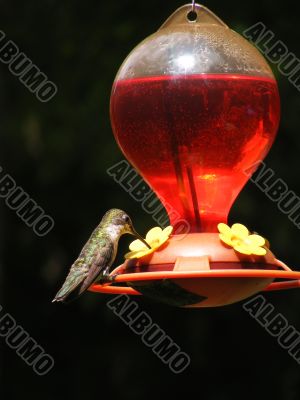 hummingbird