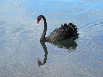 Black Swan