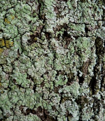 abstract texture - lichen covered bark