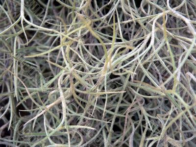 abstract texture