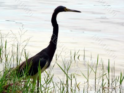 bird - egret