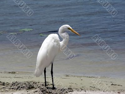 bird - white egret