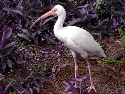 bird - white ibis