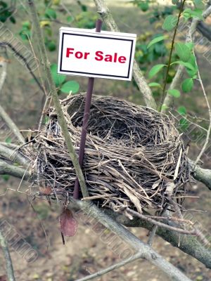 bird nest - real estate 4