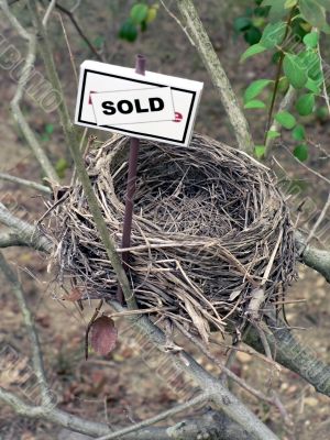 bird nest - real estate 6