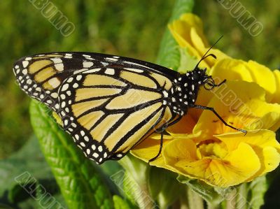 Monarch Butterfly