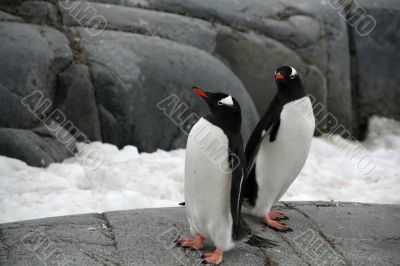 Pair of gentoo penguins