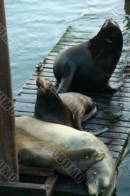 California sea lions on wharf