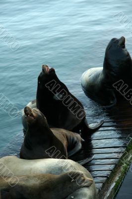 California sea lions on wharf