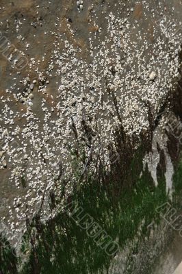 Abstract: barnacles, kelp