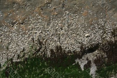 Abstract: barnacles, kelp