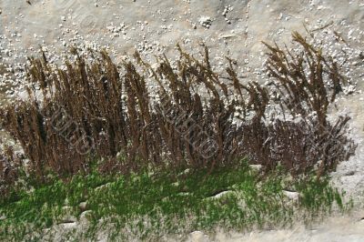 Abstract: barnacles, kelp