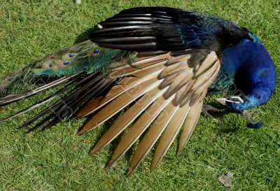 Resting Peacock