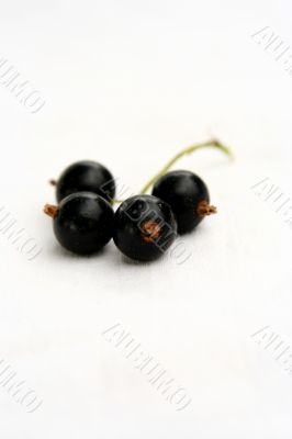 currants Isolated in White