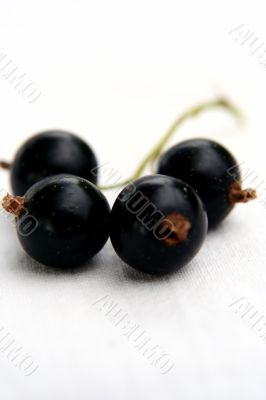 currants Isolated in White